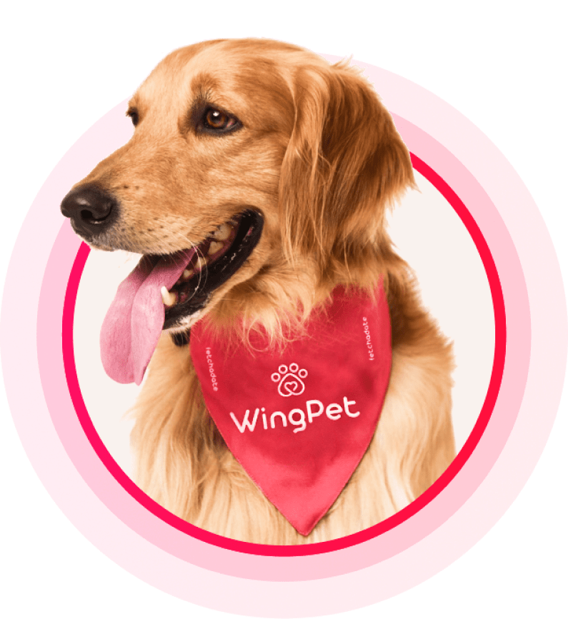 This pet bandana is your secret weapon!